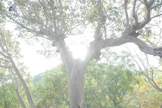 A washed-out, overexposed outdoor photograph looking up at a large tree with a pale, smooth grey trunk and spreading branches with sparse yellowing green leaves. Sunlight glares through the canopy behind the trunk, and a hillside and other green trees fill the background. No people, ritual objects or readable text are visible.
