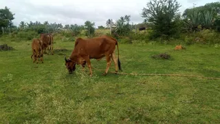KAILASA Hosur 1 AUGUST 2021