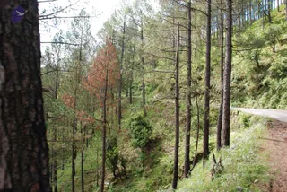 A photograph of a steep hillside forest of tall, slender conifer trunks rising from a grassy slope, with a few green shrubs and wildflowers at the lower edge. A narrow paved road curves along the right side of the slope. On the left, a large rough-barked tree trunk fills the foreground. Several pines in the middle distance show reddish-brown dying needles. No people are visible in the scene.