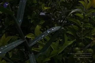 Close view of dense green foliage with narrow dark-green leaves and rounded leaves in the background. Several clear water droplets sit on a long blade-like leaf in the centre and on leaves at left, catching light. Small unripe green berries hang at the lower right. No people, figures or ritual objects are visible.