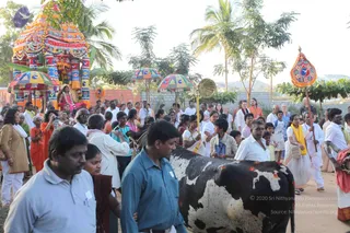 An outdoor procession on a dirt road with palm trees and a low wall behind. At left, a richly decorated ratha or palanquin with a multicoloured canopy, red and gold ornamentation and a seated figure in red and pink garments under it. Several devotees in white dhotis and kurtas and saffron-coloured clothing walk alongside, some carrying tall orange and yellow ceremonial flags and umbrella-like fans. A black-and-white spotted cow with red markings on its head is led forward at centre by a man in a blue shirt. Onlookers in casual clothing and a woman in a yellow shawl fill the foreground, and a man at left photographs the scene. Distant hills are visible.