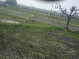 September 2006 - Sindhanur flood relief