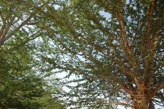 A photograph looking up through the dense canopy of leafy trees against a pale blue sky. The trunk and branches on the right have reddish-brown, peeling bark, and fine green compound leaves fill the frame. Some trees on the left have pale grey trunks. No people, ritual objects or buildings are visible.