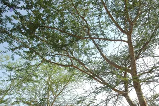 1978 - Tiruvannamalai - InnerGirivala