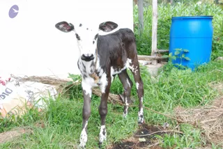 August 01 2010