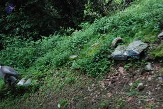 A photograph of a steep, overgrown hillside covered in dense green ferns, shrubs and leafy plants, with scattered grey boulders and fallen dry leaves on the forest floor. At the left edge a grey-and-white animal. No people are visible in the scene.