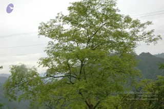 June 03 2006