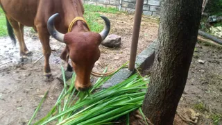 KAILASA Housr 03 SEP 2021
