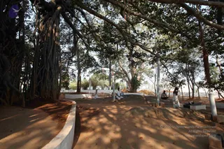 Banyan Tree
