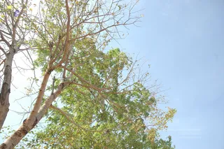 A photograph looking upward through a tree with pale grey-brown trunks and sparse branches, some still bearing green and yellowing leaves, against a clear pale blue sky. No people, buildings or ritual activity are visible. Sunlight washes out part of the sky at upper left. The scene is an outdoor landscape view of a tree canopy.