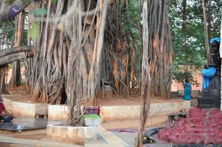 Outdoor photo of a large ancient banyan tree with dense hanging aerial roots forming multiple trunks around a raised circular stone platform. A woman in a teal blue sari stands at right beside a dark stone deity murti draped in blue cloth, with red kumkum-covered stone base and a black serpent sculpture at its foot. At left a seated person in red clothing sits on a tiled platform near a green container and small offerings. Stone benches and a lamp-like object are on the platform; the scene is shaded and calm.