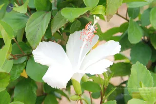 July 08 2010