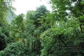 July 07 2008