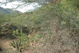 1978 - Tiruvannamalai - InnerGirivala
