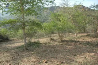 1978 - Tiruvannamalai - InnerGirivala