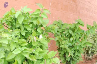 July 07 2010