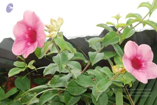 July 08 2010