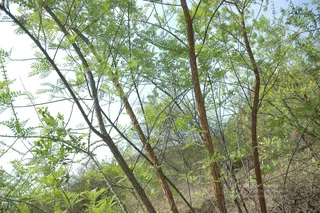 1978 - Tiruvannamalai - InnerGirivala