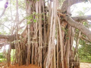 2004 - First Sannyas Deeksha At AdiKailaasa