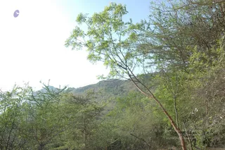 1978 - Tiruvannamalai - InnerGirivala