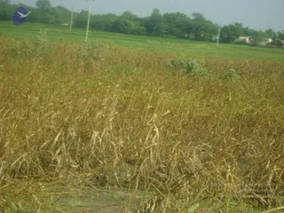 September 2006 - Sindhanur flood relief