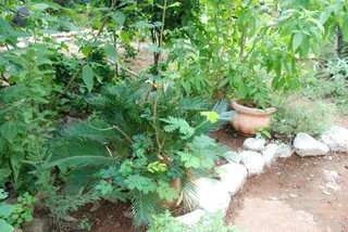 July 28 2008