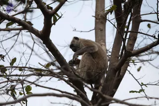 A grey langur monkey sits in the bare branches of a tree against a pale overcast sky, holding a small food item in its hands and looking down at it. Thin twigs and a few green leaves frame the scene, with a second tree trunk behind. No people are visible in this outdoor wildlife photograph.