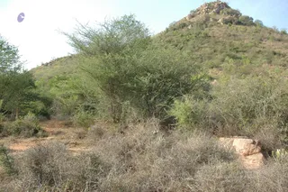1978 - Tiruvannamalai - InnerGirivala