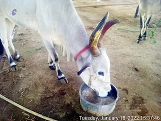January 18 2022
