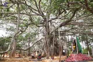 A large old banyan tree with thick aerial roots and sprawling branches fills the frame, shading an open outdoor temple area. At the right, a shrine with a black stone linga and a green cloth draped on a pillar sits beside a heap of red flowers at its base. Two women in white and yellow saris stand at the shrine, one offering something at the linga. In the centre, a man in white shirt stands near the tree trunk, and at left a man in a light shirt sits on a low platform beside a woman in a green sari bending near the ground. The scene suggests a quiet puja under the banyan. No a person candidate is clearly visible.
