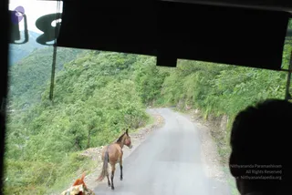Photo taken through a vehicle's windscreen on a narrow winding mountain road lined with dense green hillside forest. A brown mule walks along the left edge of the grey asphalt road, facing away from the camera. A dark silhouette of the passenger's head is visible at the lower right, and a sunshade hangs across the top of the windscreen. No people are clearly in the scene beyond the silhouetted passenger, and no one in the image is identifiable as the a person.