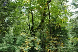 July 07 2008