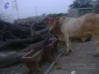 September 2006 - Sindhanur flood relief