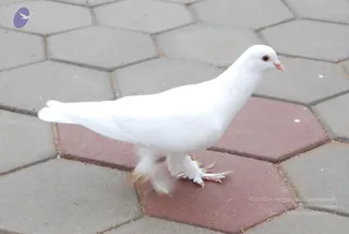 July 11 2010