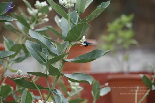 August 08 2011