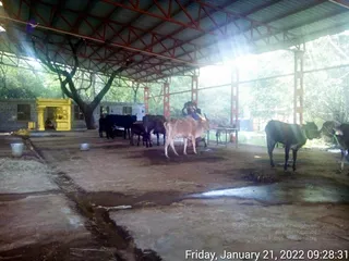 January 21 2022