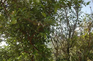 1978 - Tiruvannamalai - InnerGirivala