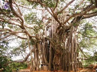 2004 - First Sannyas Deeksha At AdiKailaasa