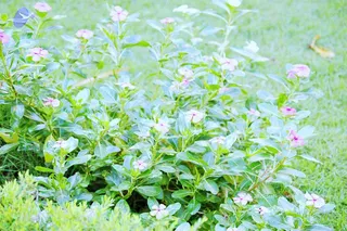 November 10 2006