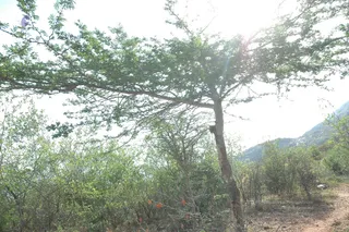 1978 - Tiruvannamalai - InnerGirivala