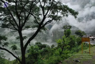A misty Himalayan mountain landscape on a green hillside. Tall trees with feathery leaves in the foreground lean into the frame, while clouds drift through the steep valley and ridges behind them. A roadside sign with yellow panel and dark lettering stands on the grassy slope beside a row of buildings at the right edge. No people are visible.