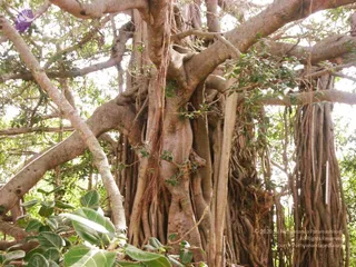 2004 - First Sannyas Deeksha At AdiKailaasa