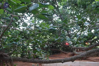 July 08 2010