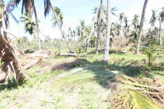 A photograph of a storm-damaged coconut grove. Many tall palm trees lean at angles and several have fallen across the ground. Fronds and snapped palm debris lie scattered over patchy green grass and bare sandy soil. No people are visible in the scene.