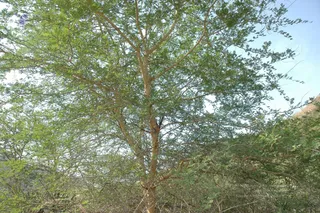 1978 - Tiruvannamalai - InnerGirivala