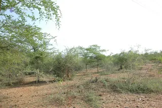 1978 - Tiruvannamalai - InnerGirivala