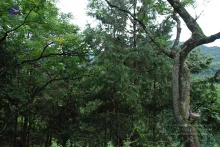 July 07 2008
