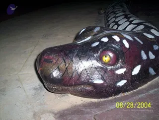 August 28 2004