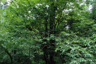 July 07 2008