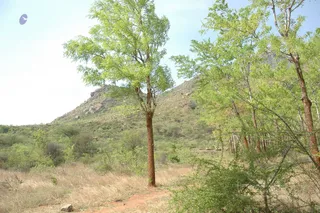 1978 - Tiruvannamalai - InnerGirivala